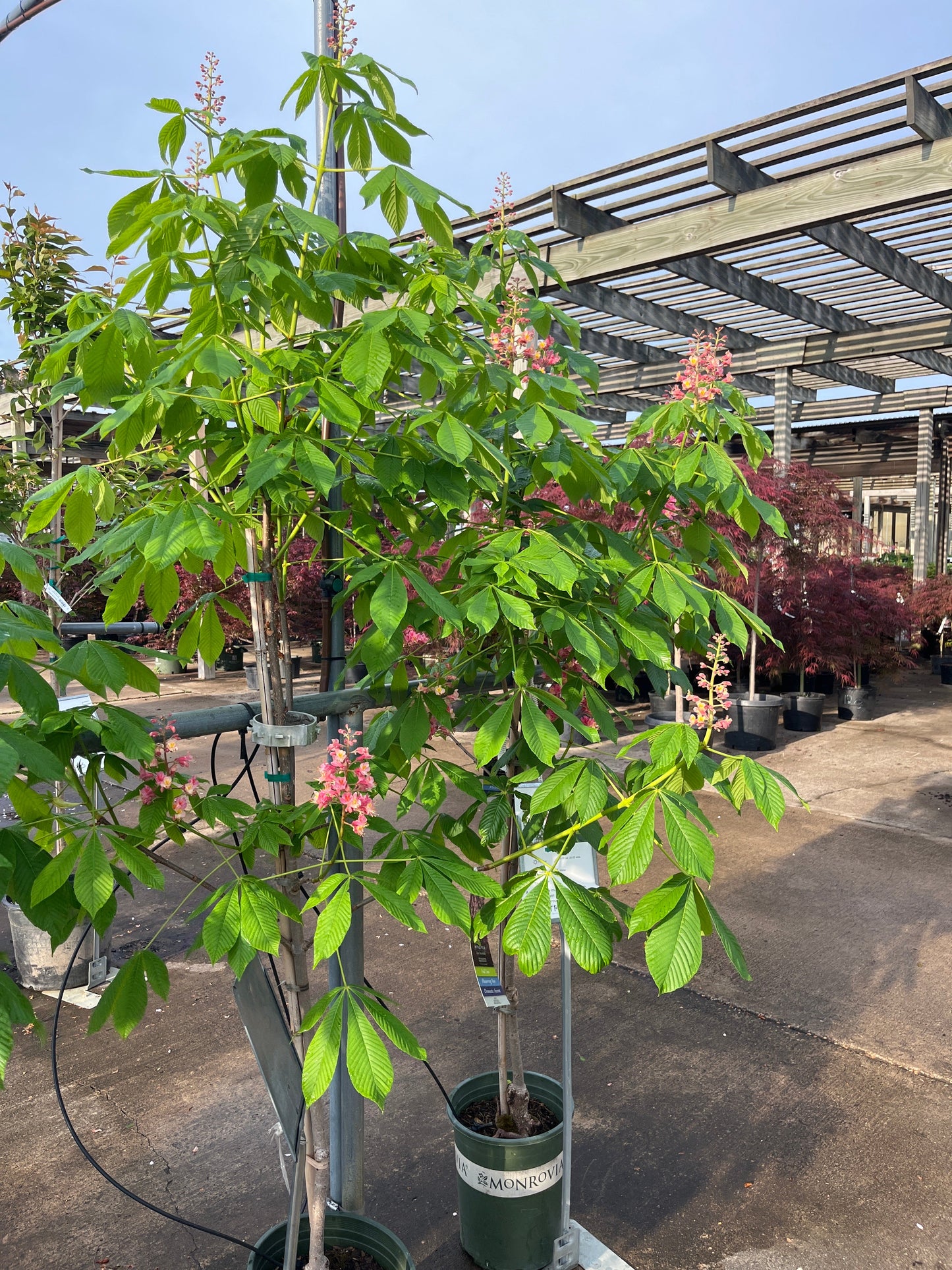 Aesculus | Fort McNair Horsechestnut - 5 Gallon