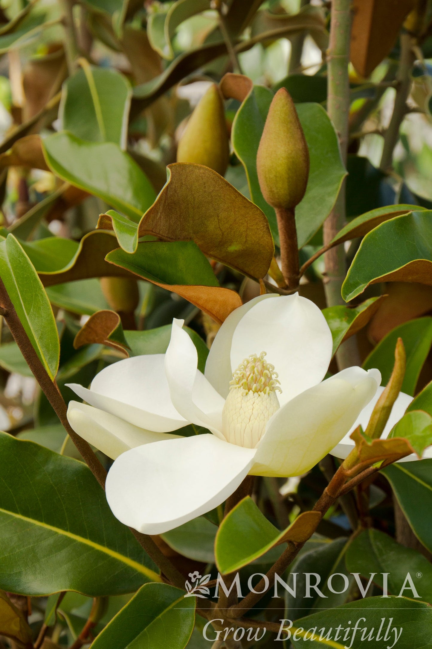 Magnolia | Bracken's Brown Beauty Magnolia - 10 Gallon