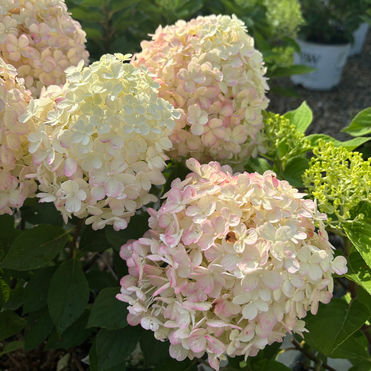 Hydrangea | Vanilla Strawberry Panicle Hydrangea | Tree Form - 7 Gallon