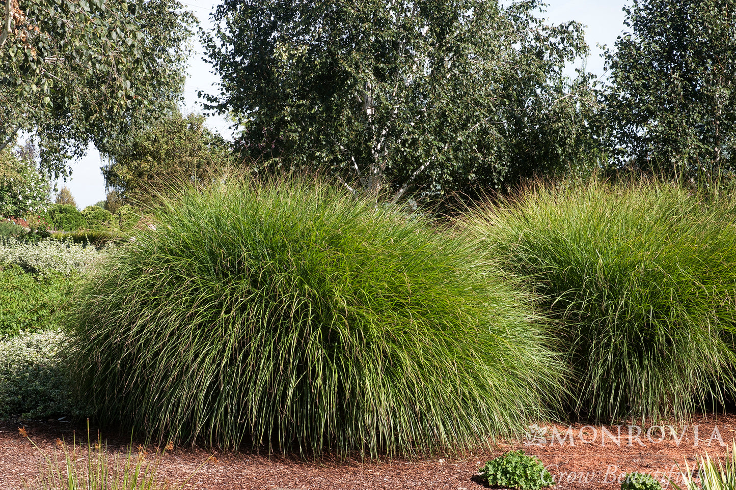 Miscanthus | Maiden Grass
