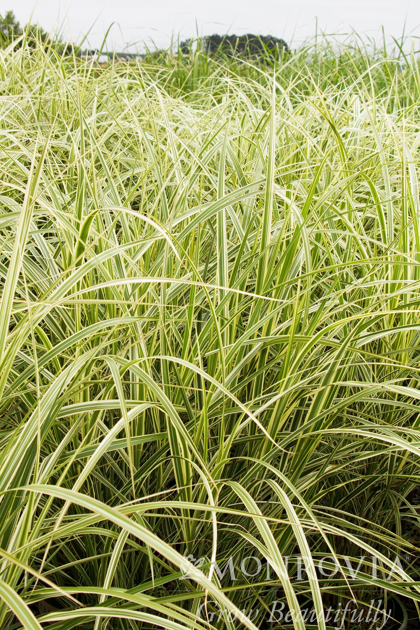 Miscanthus | Variegated Japanese Silver Grass - 3 Gallon