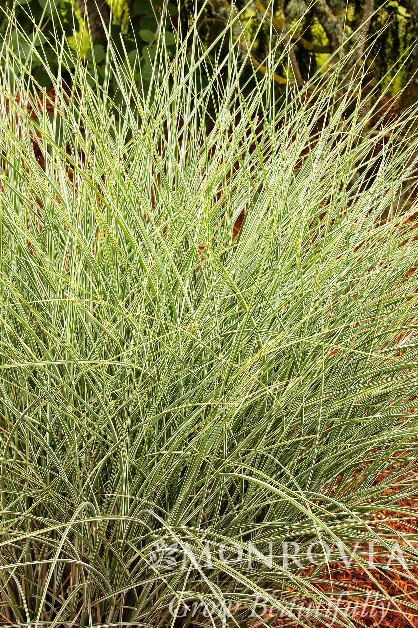 Miscanthus | Morning Light Maiden Grass