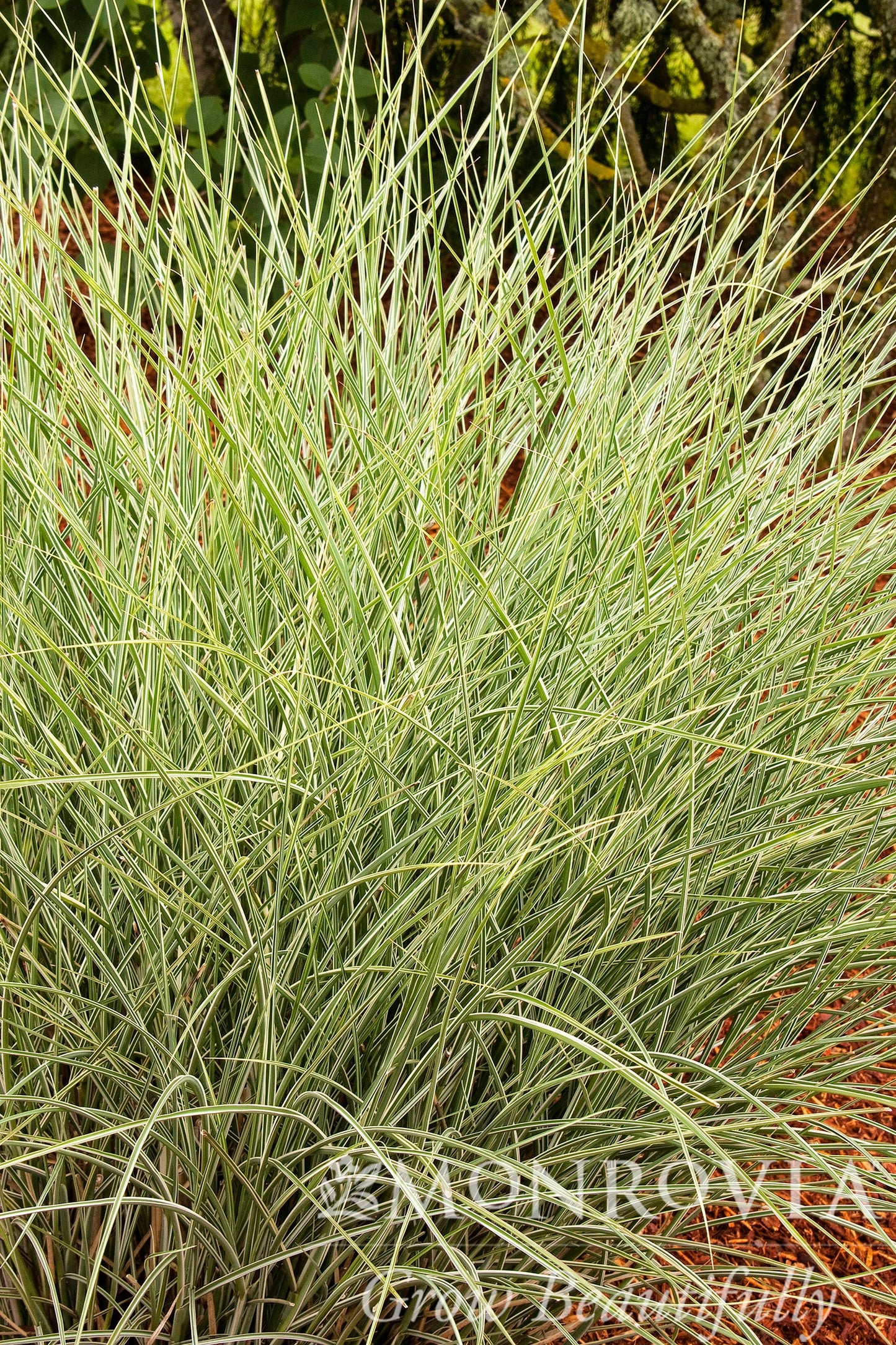 Miscanthus | Morning Light Maiden Grass - 3 Gallon