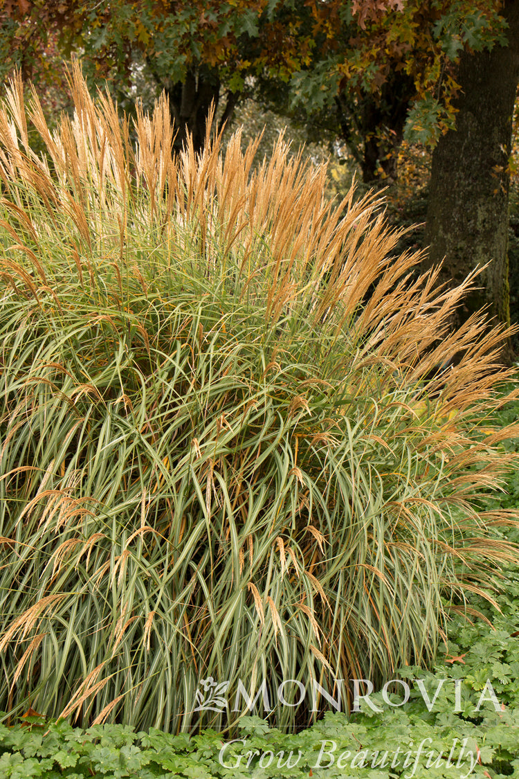 Miscanthus | Adagio Dwarf Maiden Grass