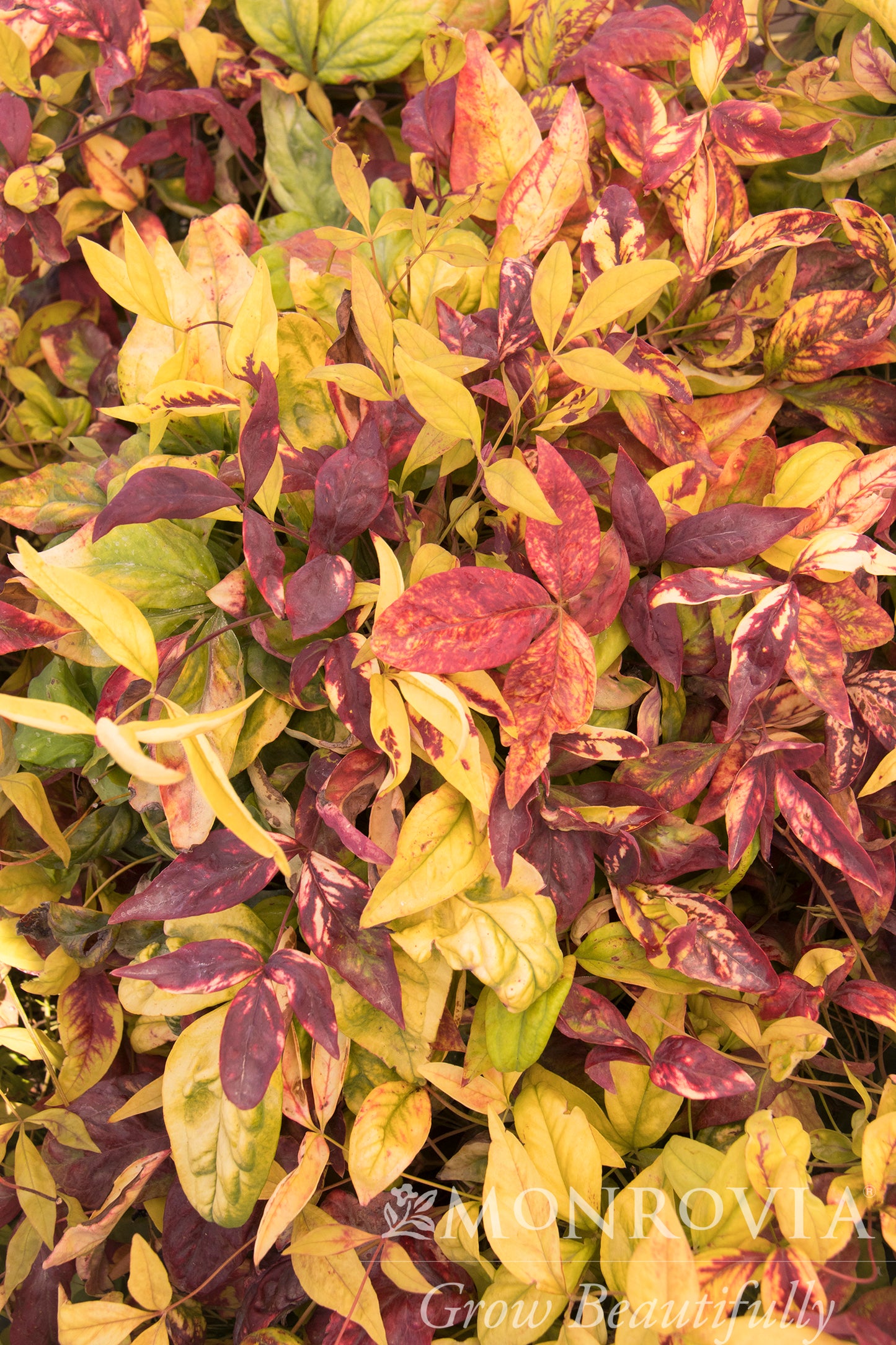Nandina | Firepower Nandina