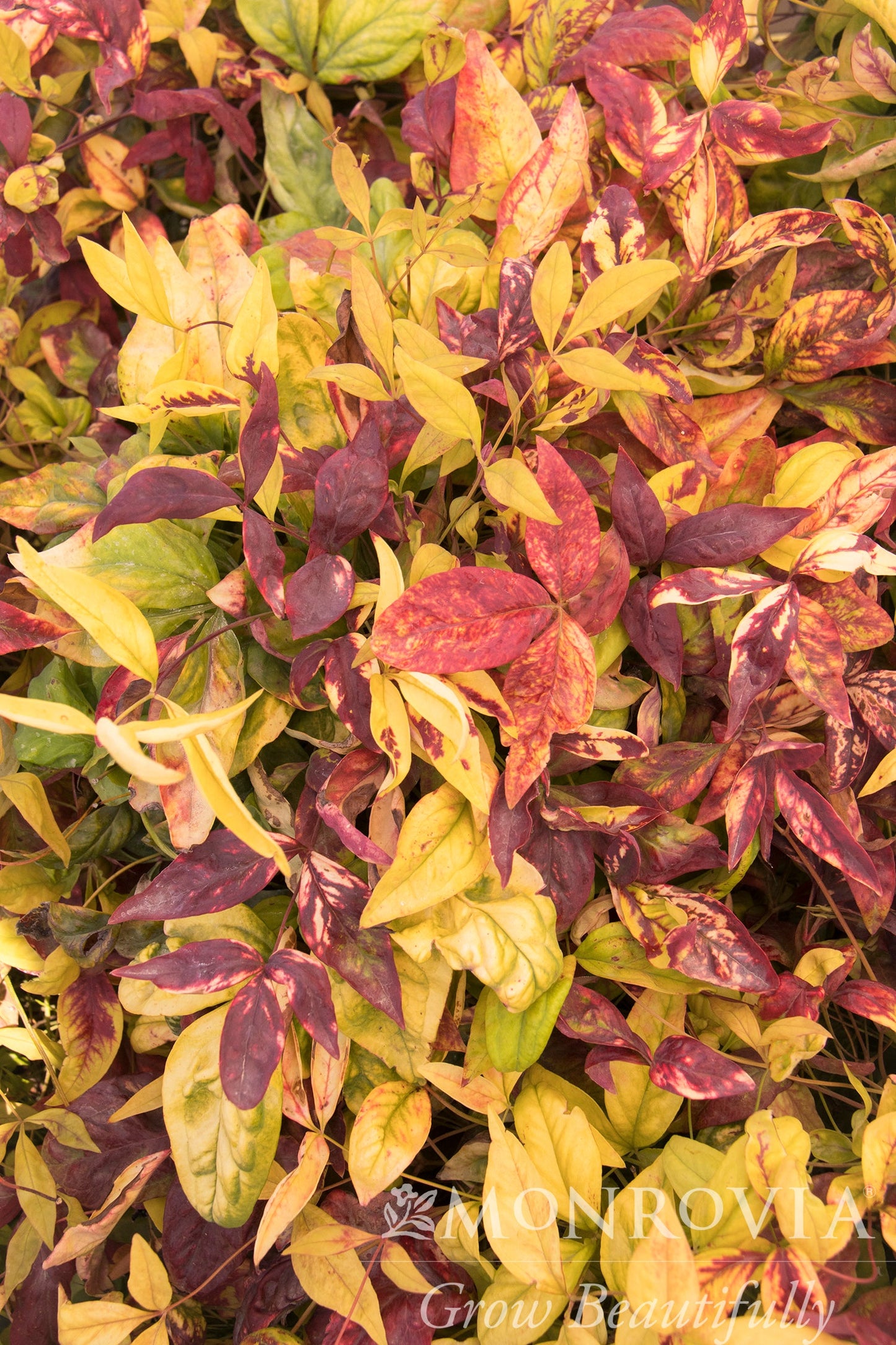 Nandina | Firepower Nandina - 2 Gallon