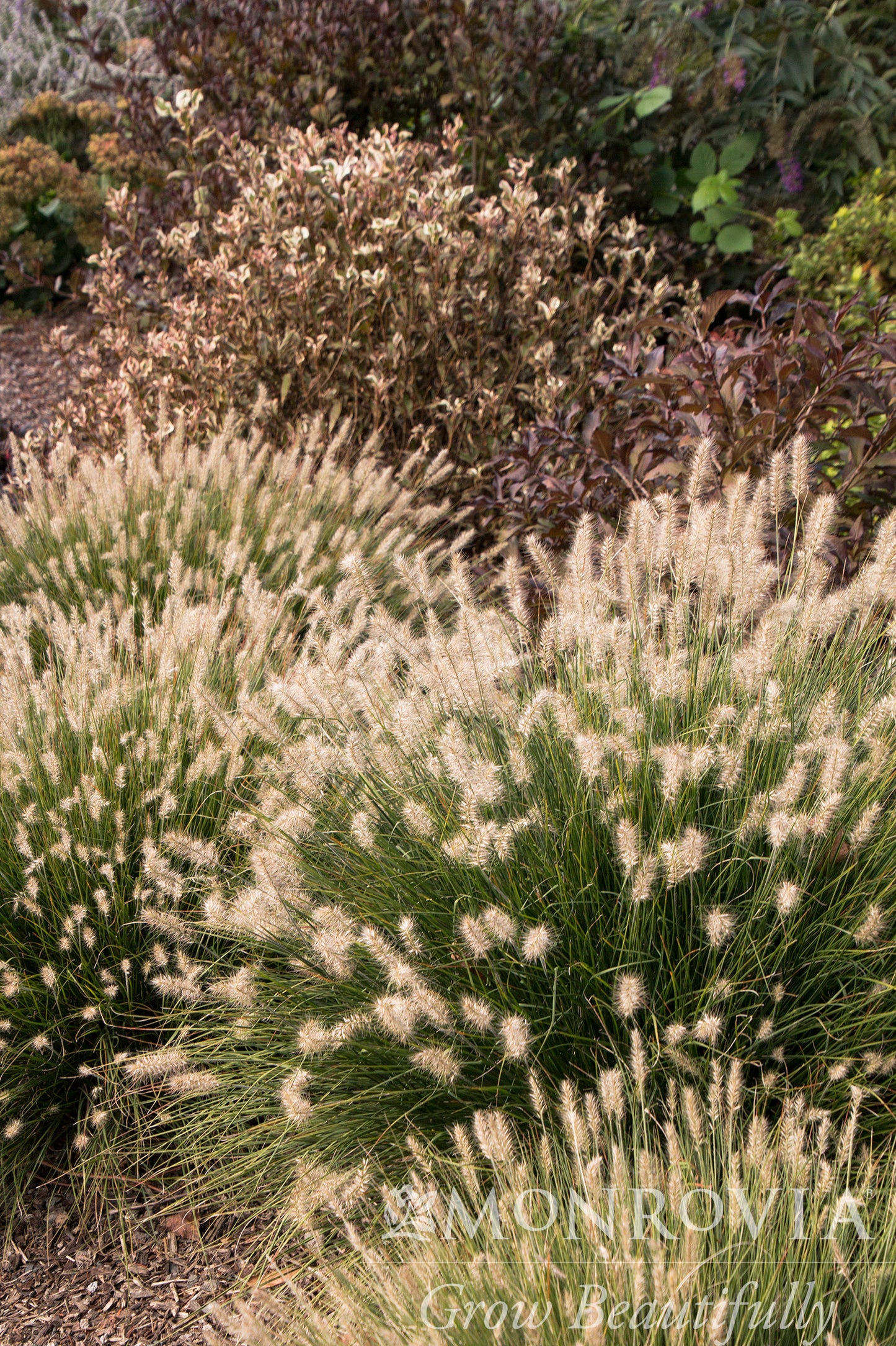 Pennisetum | Little Bunny Fountain Grass