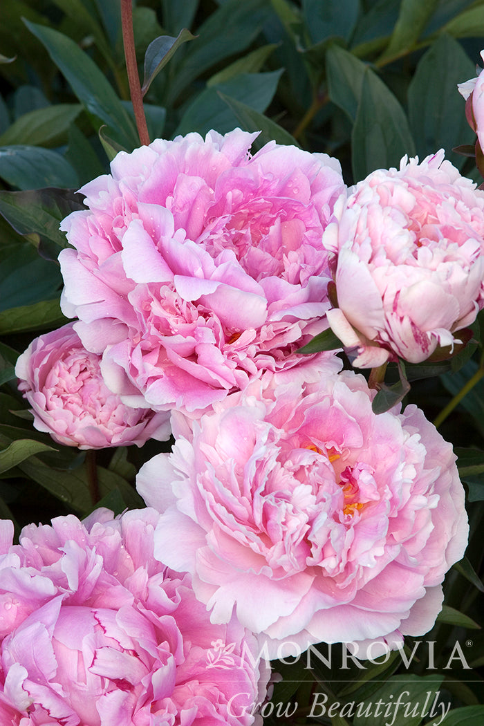 Paeonia | Sarah Bernhardt Garden Peony