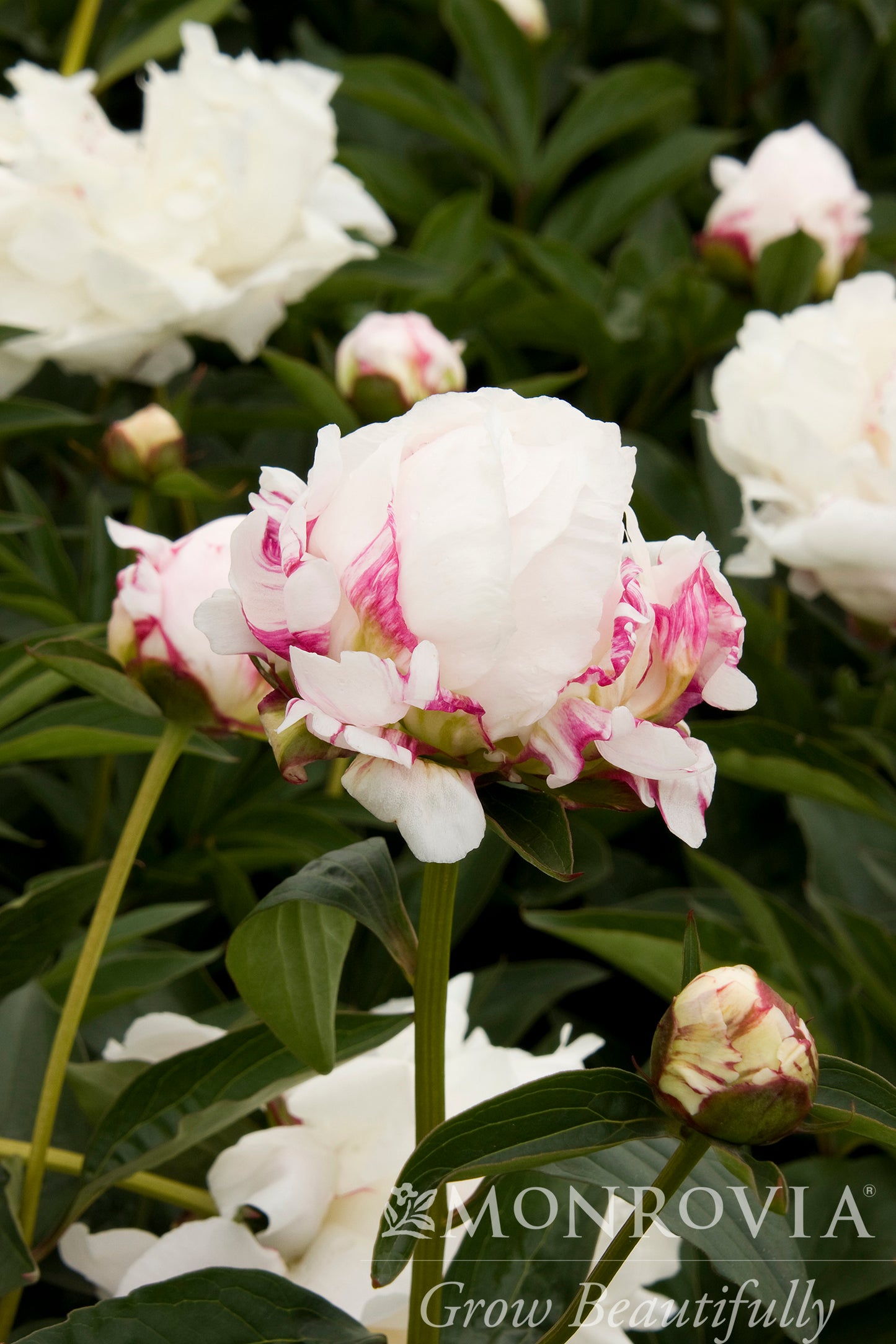 Paeonia | Shirley Temple Garden Peony