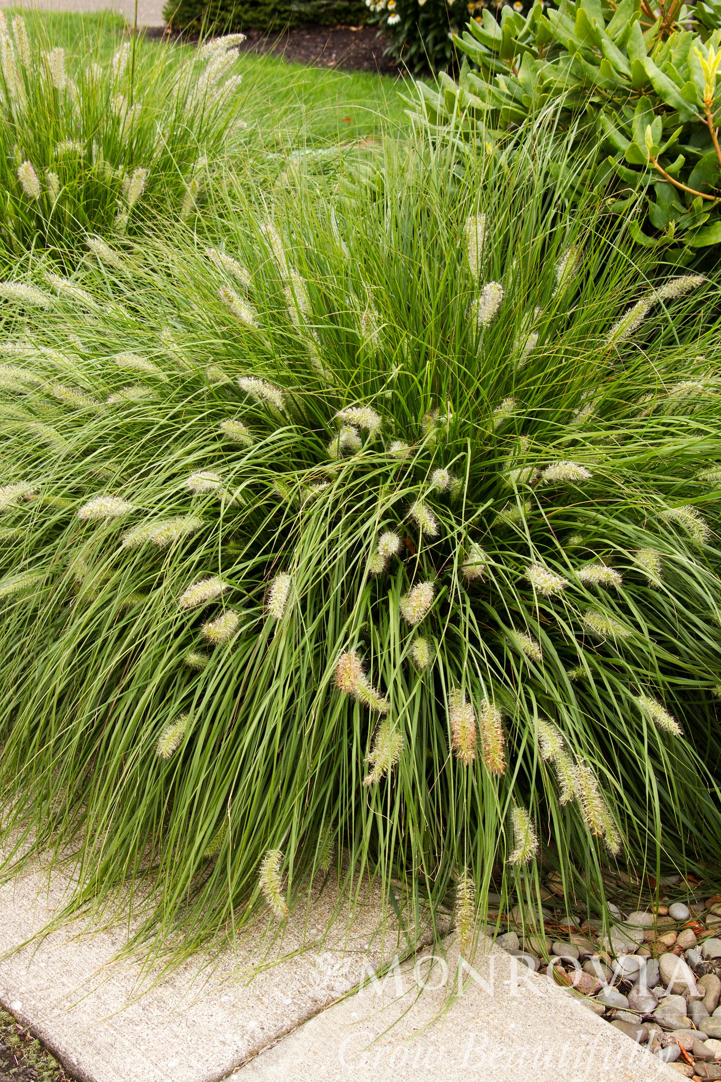 Pennisetum | Dwarf Fountain Grass
