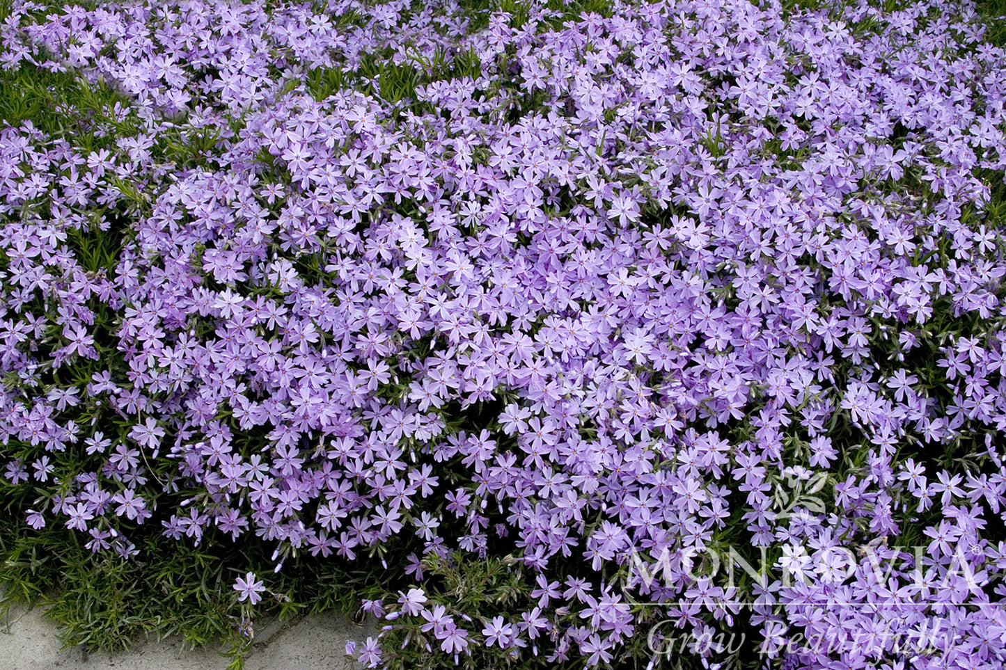 Phlox | Emerald Blue Creeping Phlox