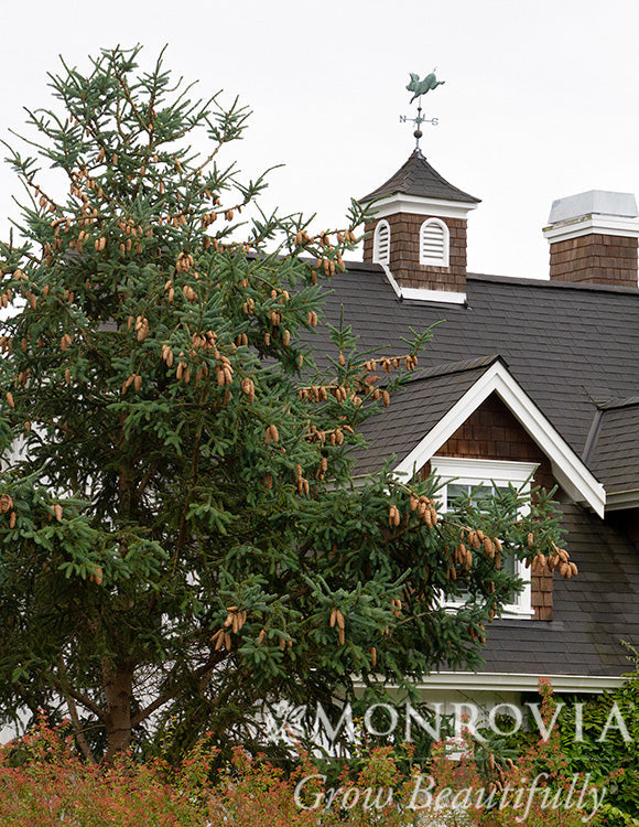 Picea | Norway Spruce - 3 Gallon