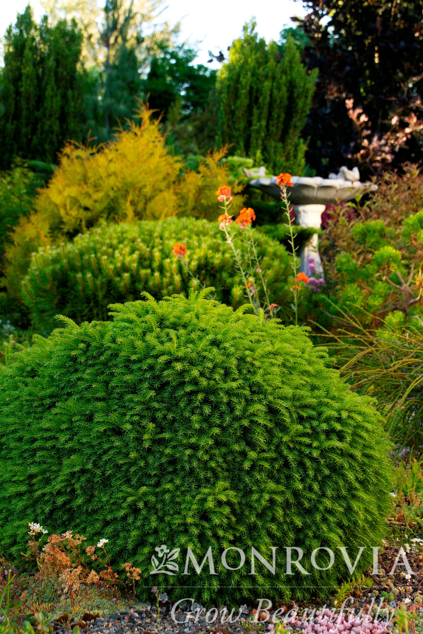 Picea | Little Gem Spruce