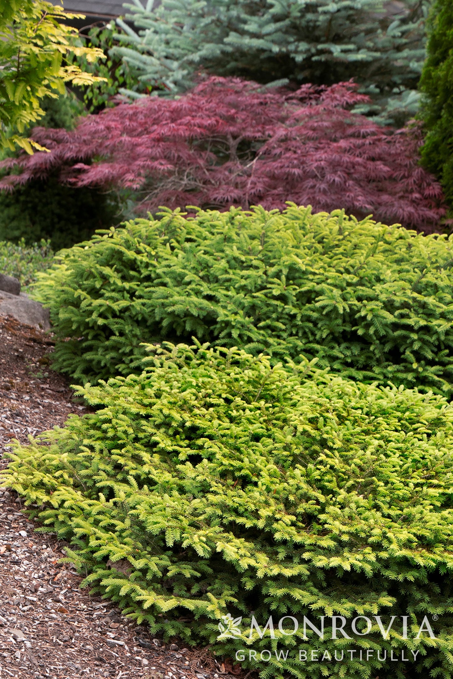 Picea | Bird's Nest Spruce - 2 Gallon