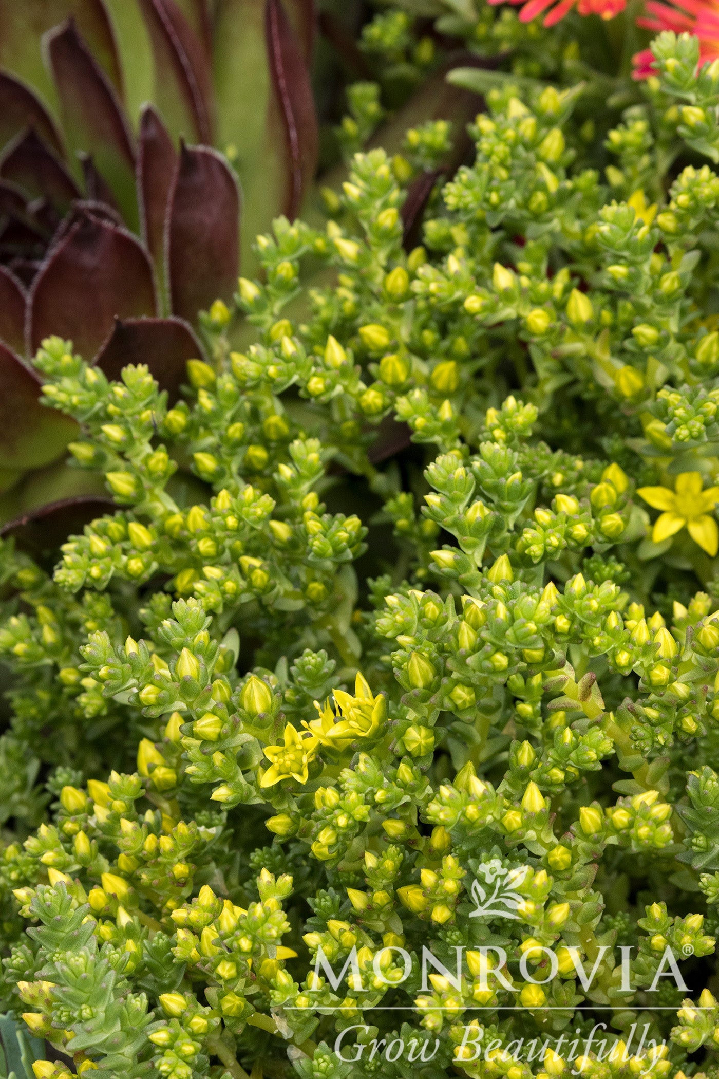 Sedum | Goldmoss Stonecrop - 1 Quart