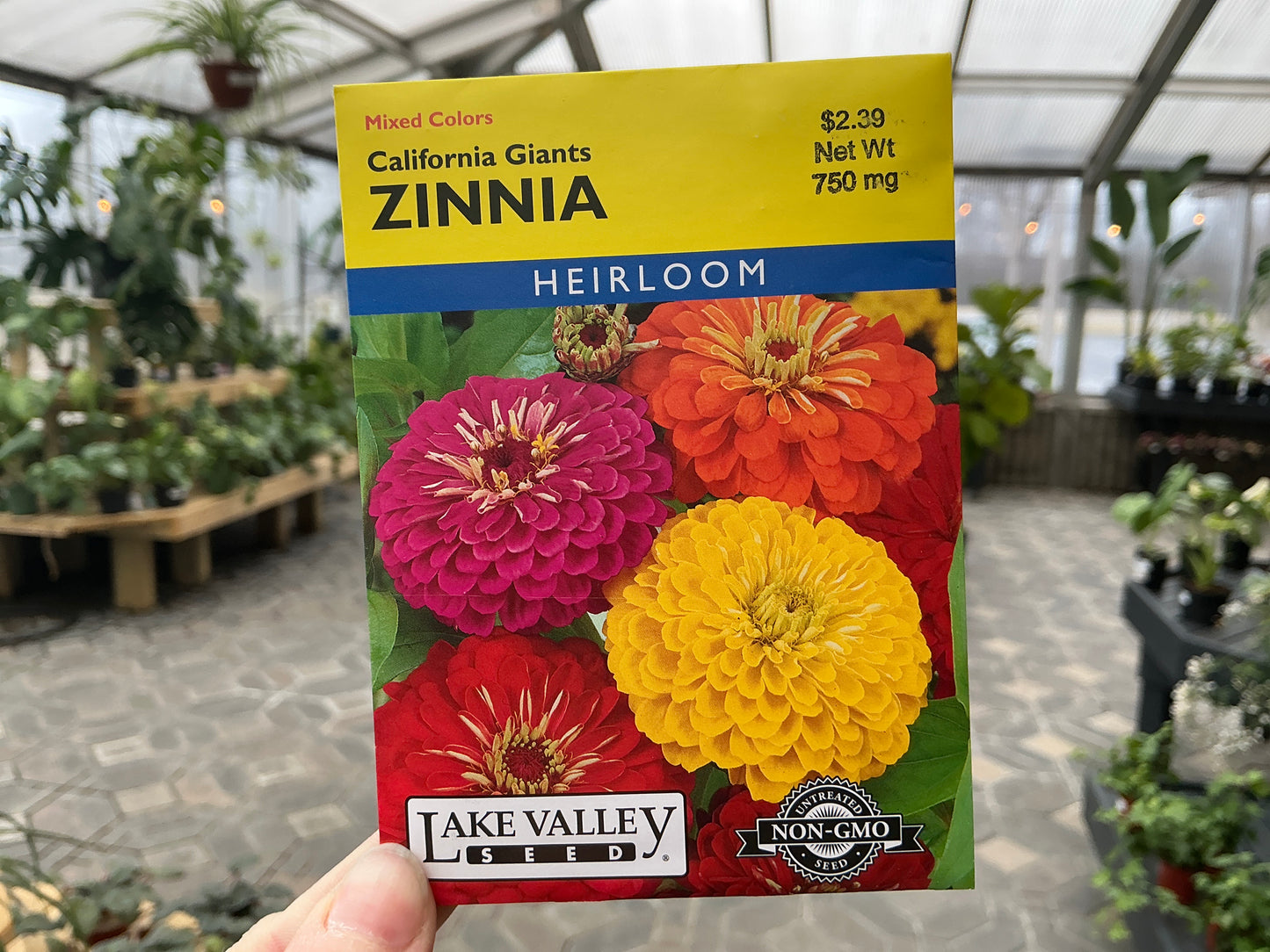 Zinnia | Zinnia Seed