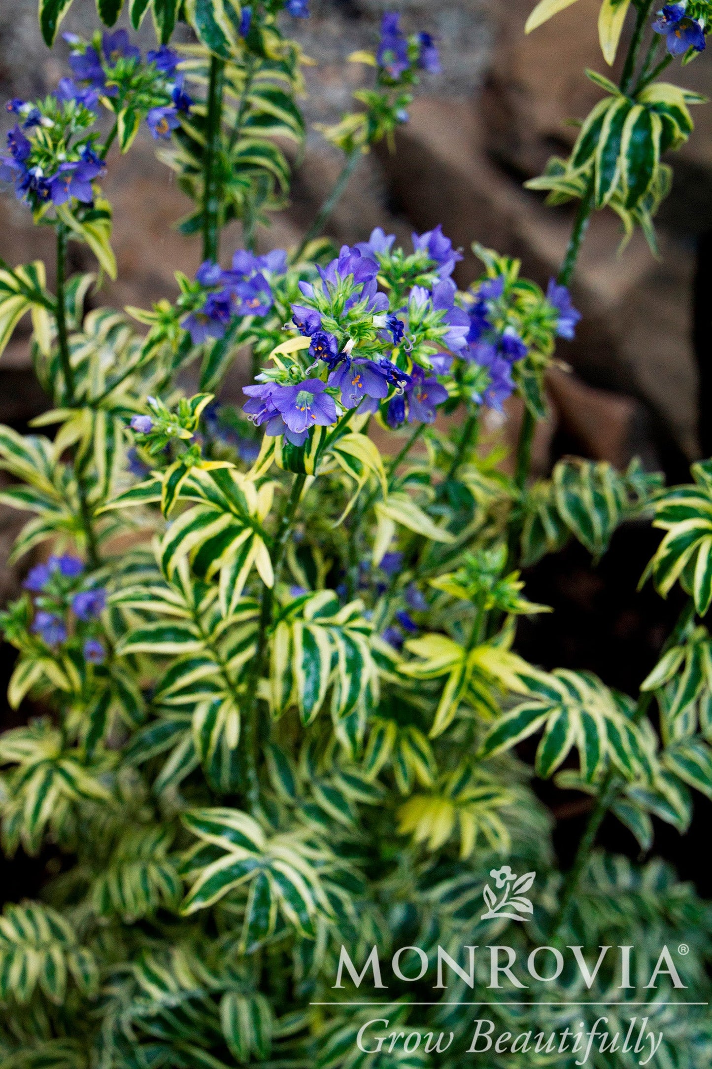 Polemonium | Brise d'Anjou Jacob's Ladder - 1 Gallon