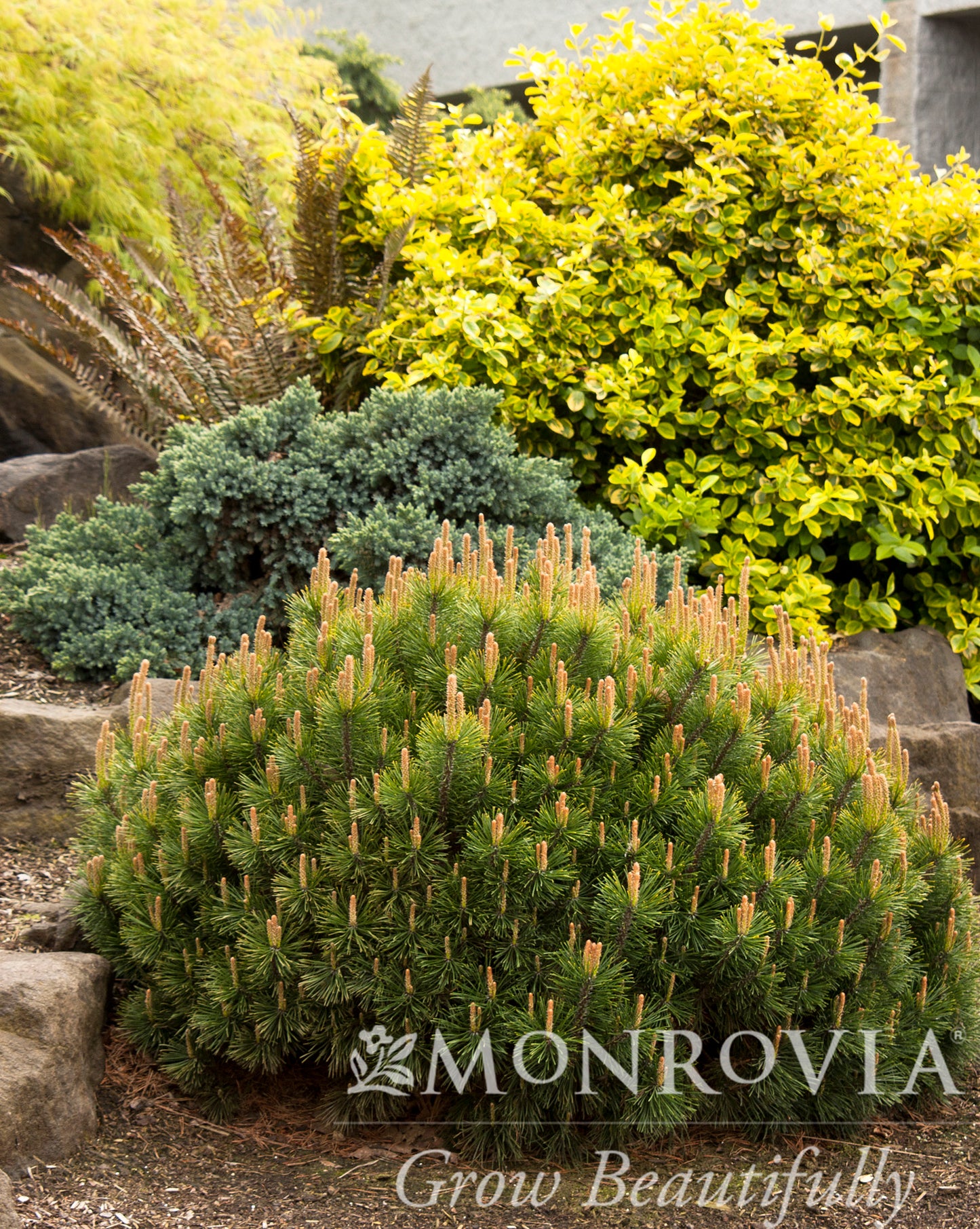 Pinus | Dwarf Mugo Pine