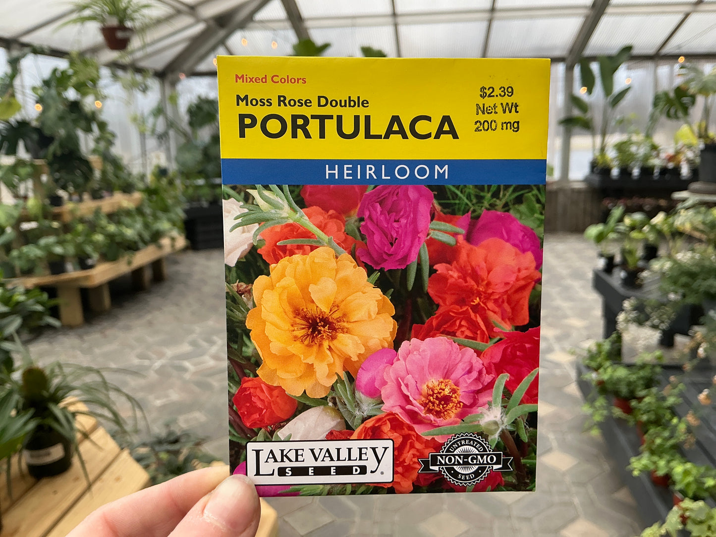 Portulaca | Moss Rose Seed