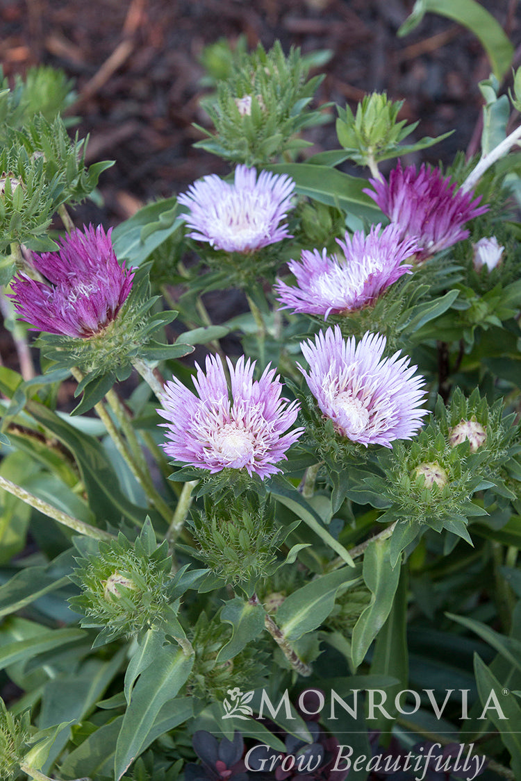Stokesia | Color Wheel Stokes' Aster
