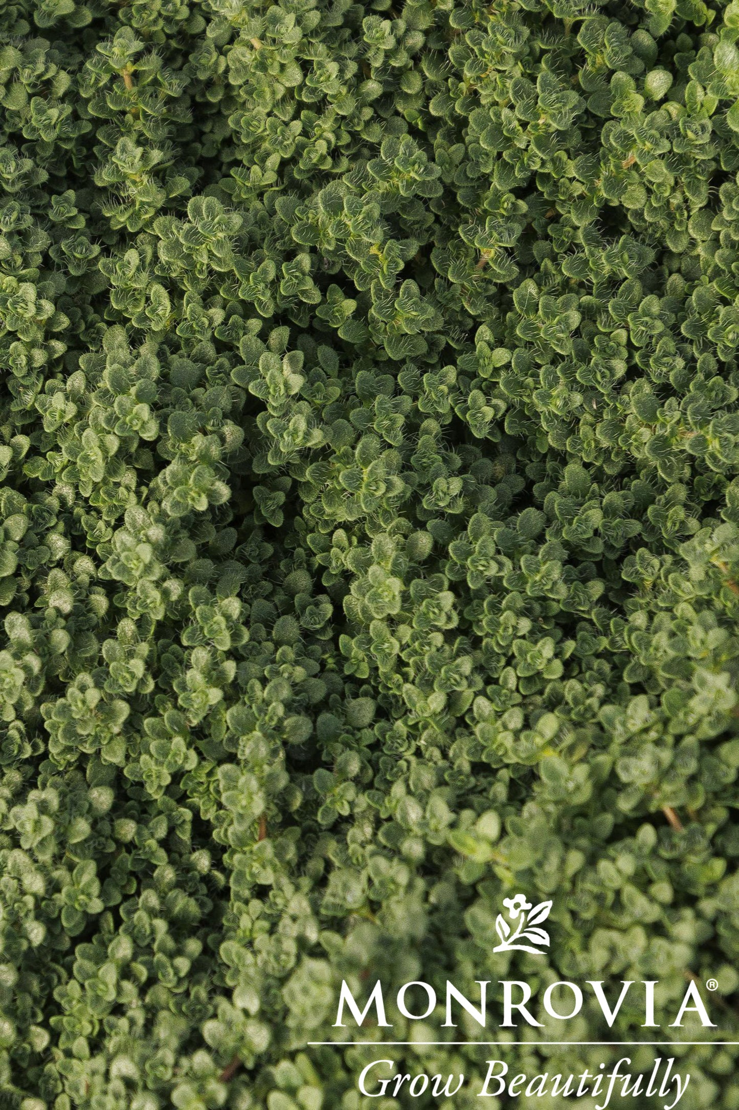 Thymus | Elfin Creeping Thyme