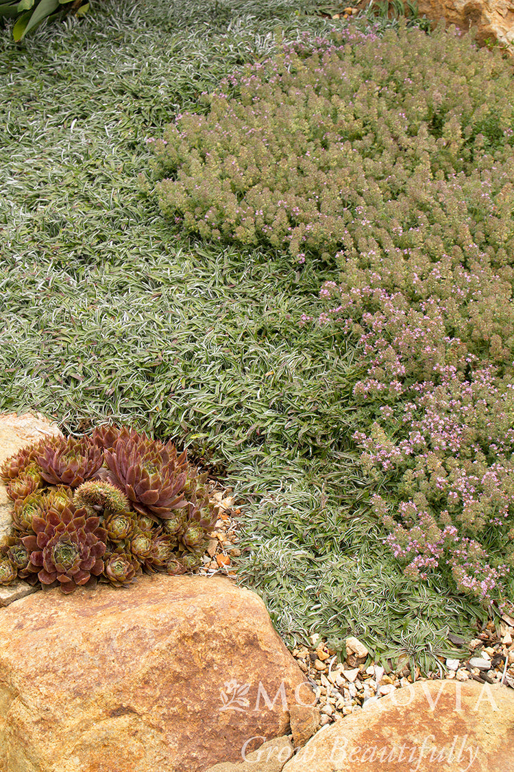 Thymus | Woolly Thyme - 1 Gallon