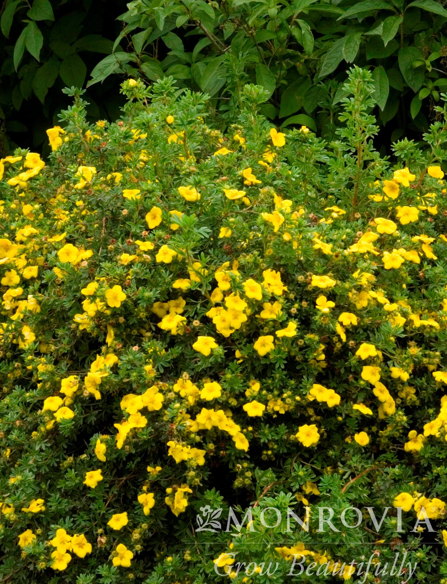 Potentilla | Goldfinger Potentilla - 2 Gallon