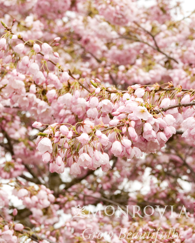 Prunus | Akebono Yoshino Cherry - 30 Gallon