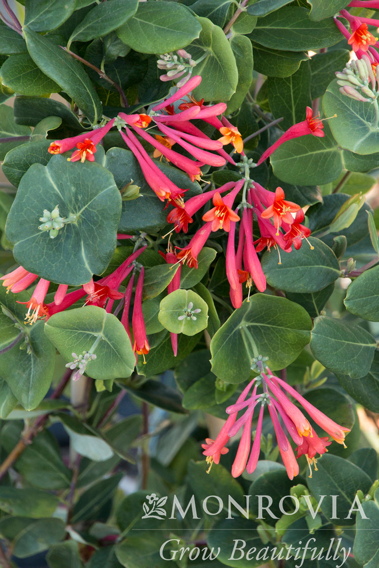Lonicera | Major Wheeler Trumpet Honeysuckle