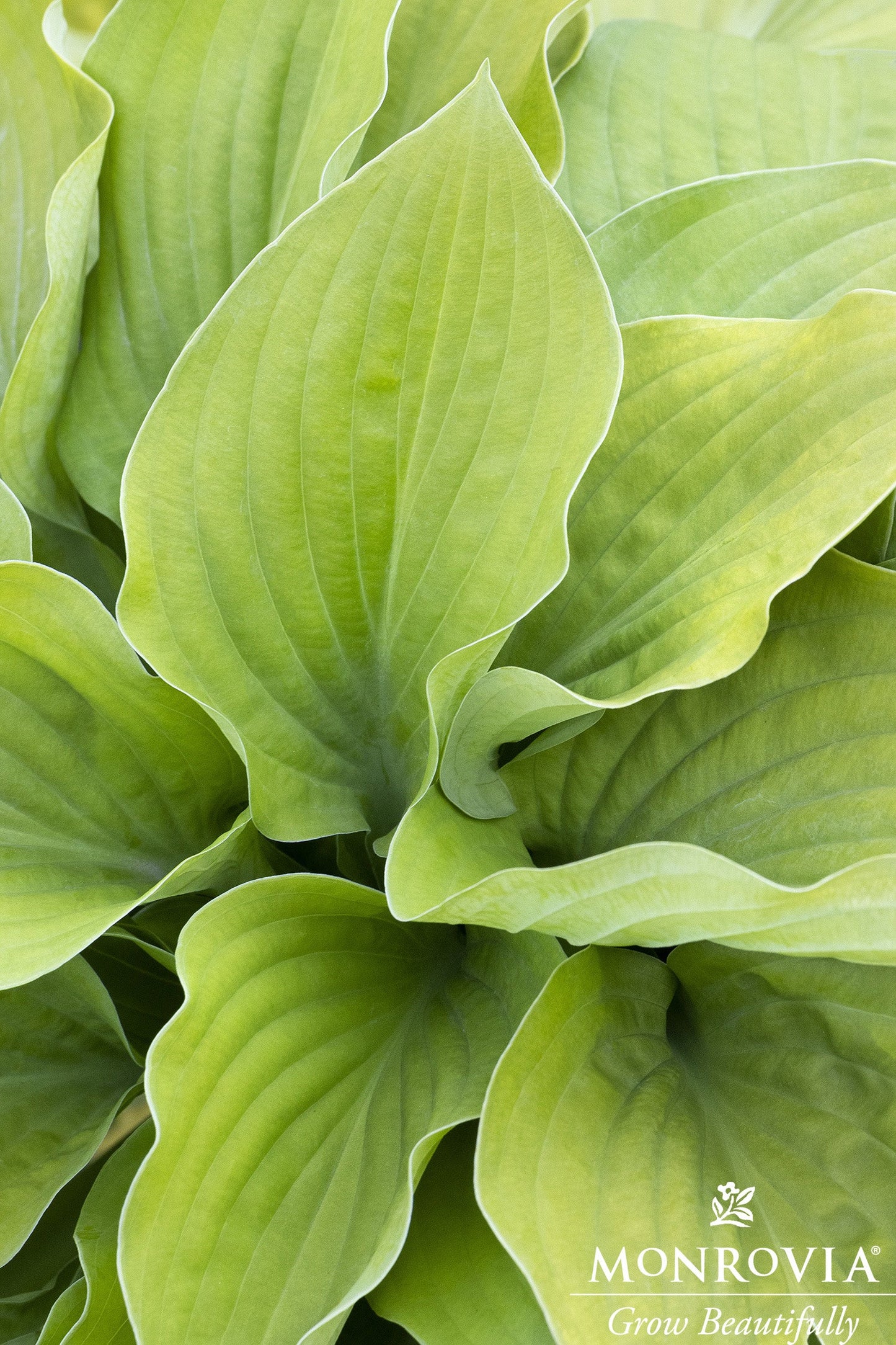 Hosta | August Moon Hosta - 1 Gallon