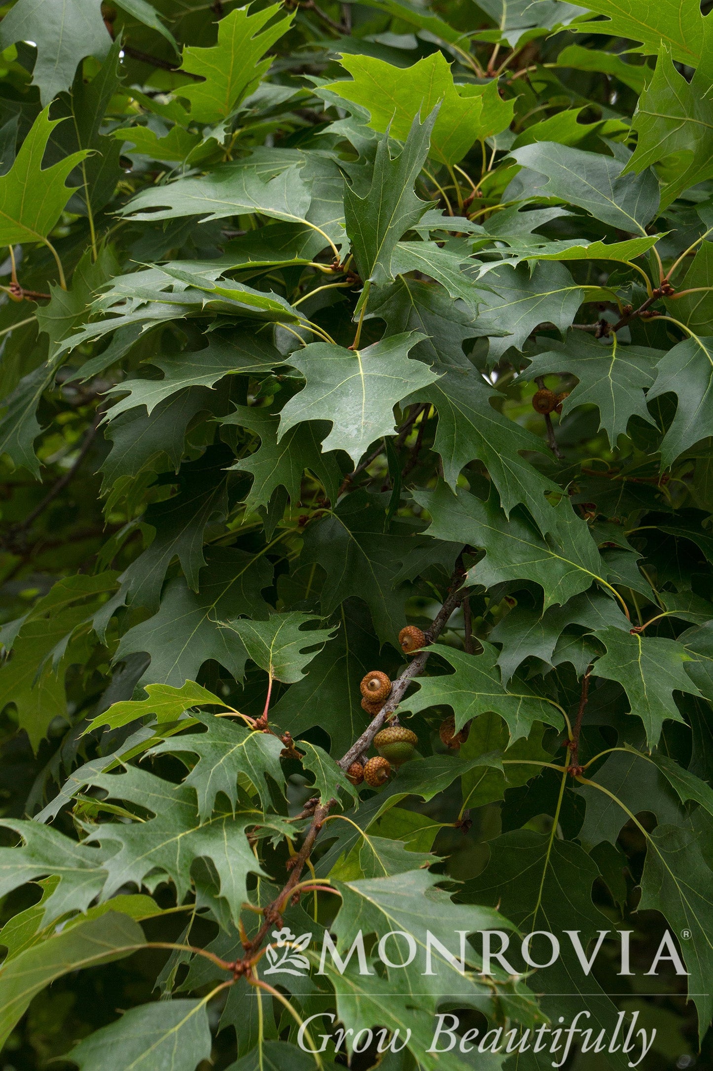 Quercus | Northern Red Oak - 5 Gallon
