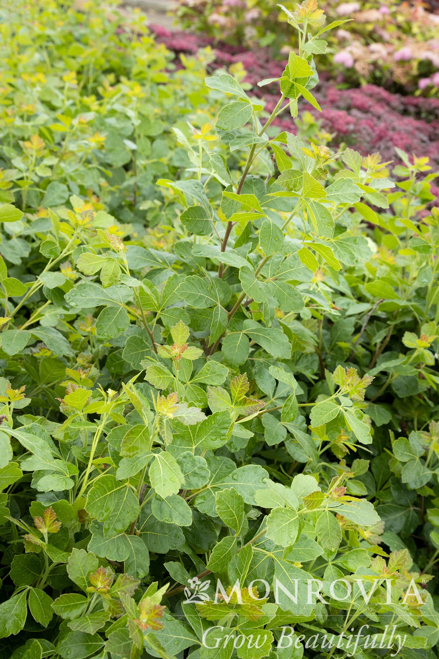 Rhus | Gro-Low Fragrant Sumac