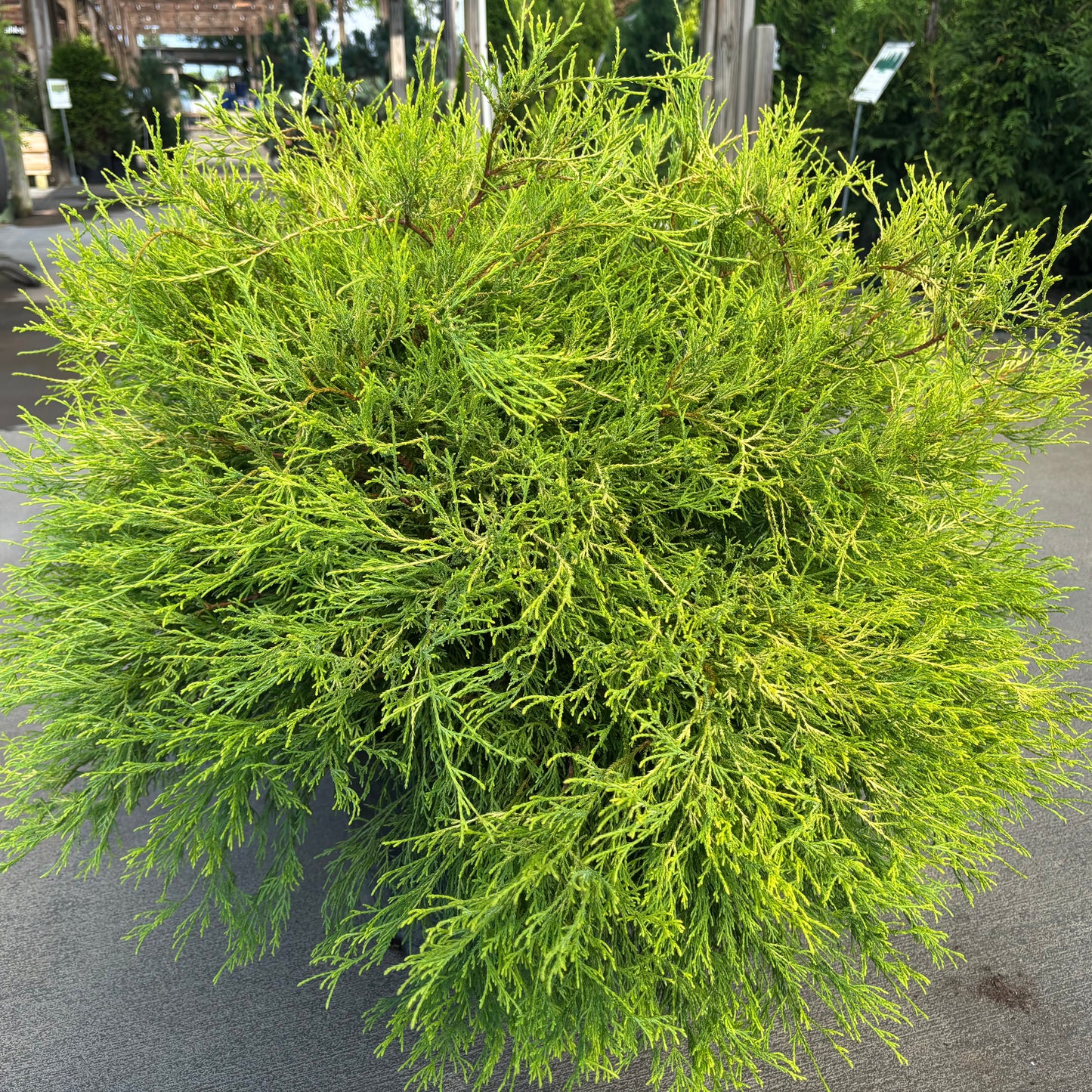 Chamaecyparis | Golden Mop False Cypress