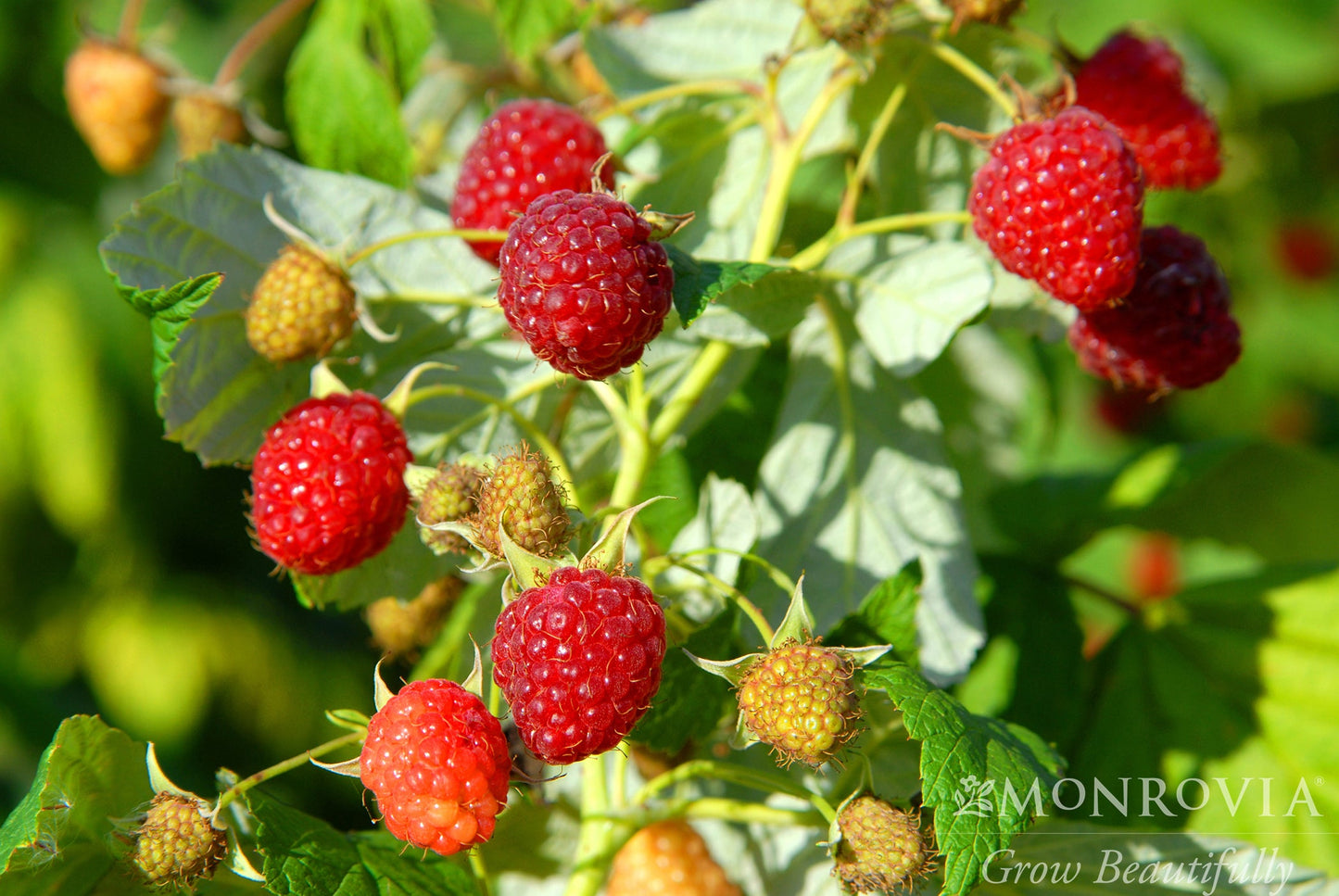 Rubus | Heritage Red Raspberry - 1 Gallon