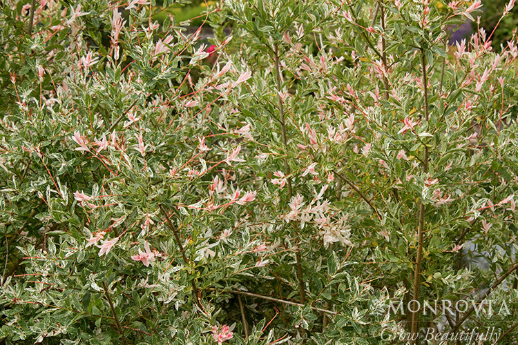 Salix | Hakuro Nishiki Dappled Willow | Tree Form - 10 Gallon