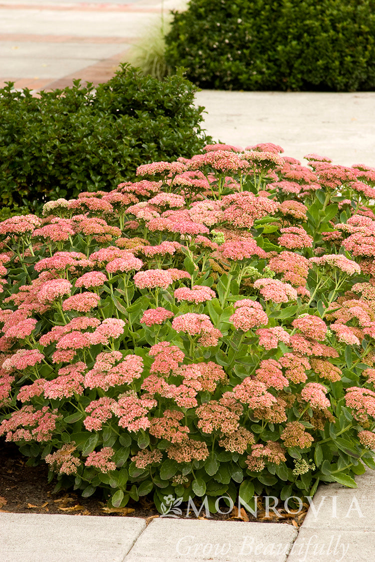 Sedum | Autumn Joy Stonecrop