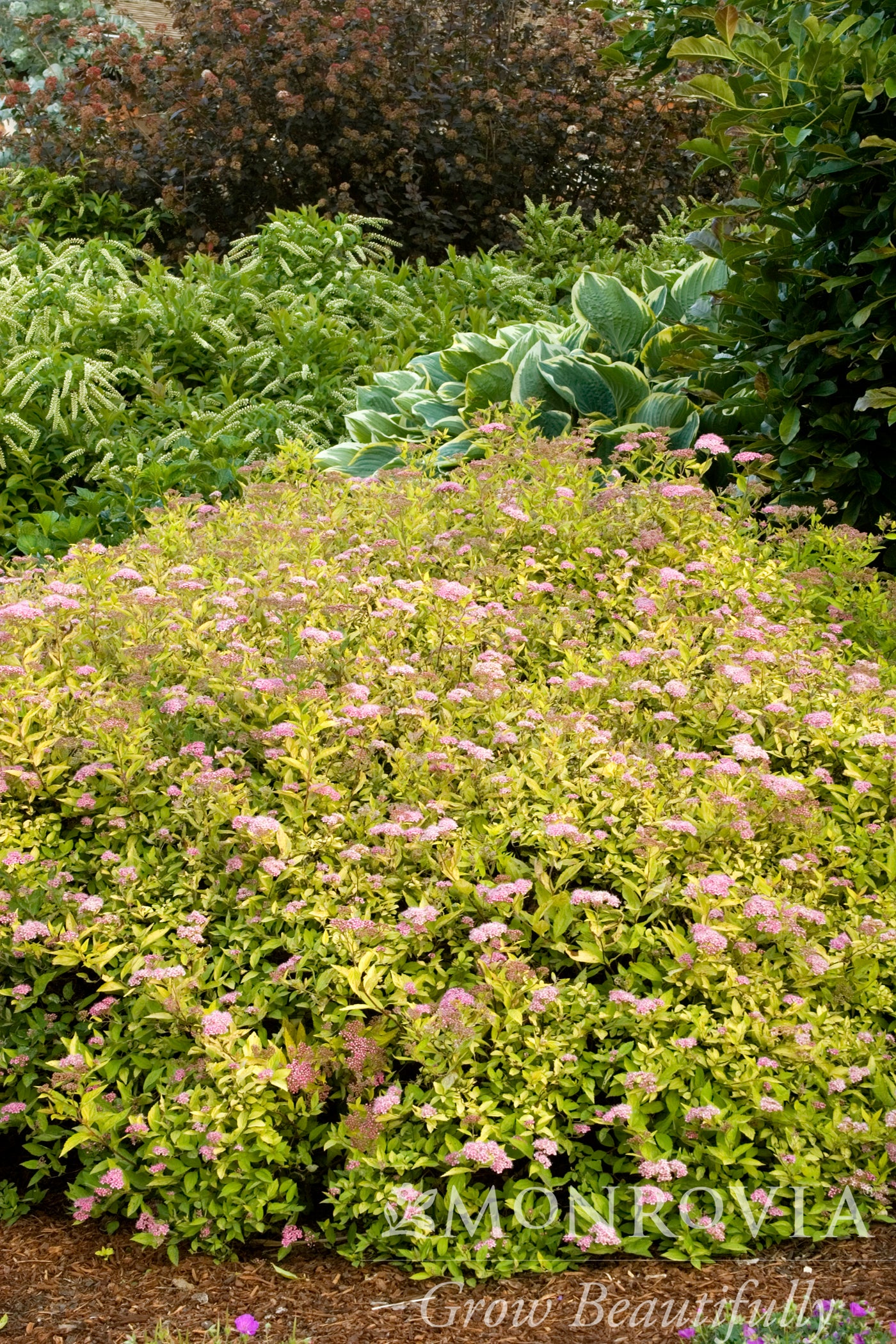 Spiraea | Limemound Spirea