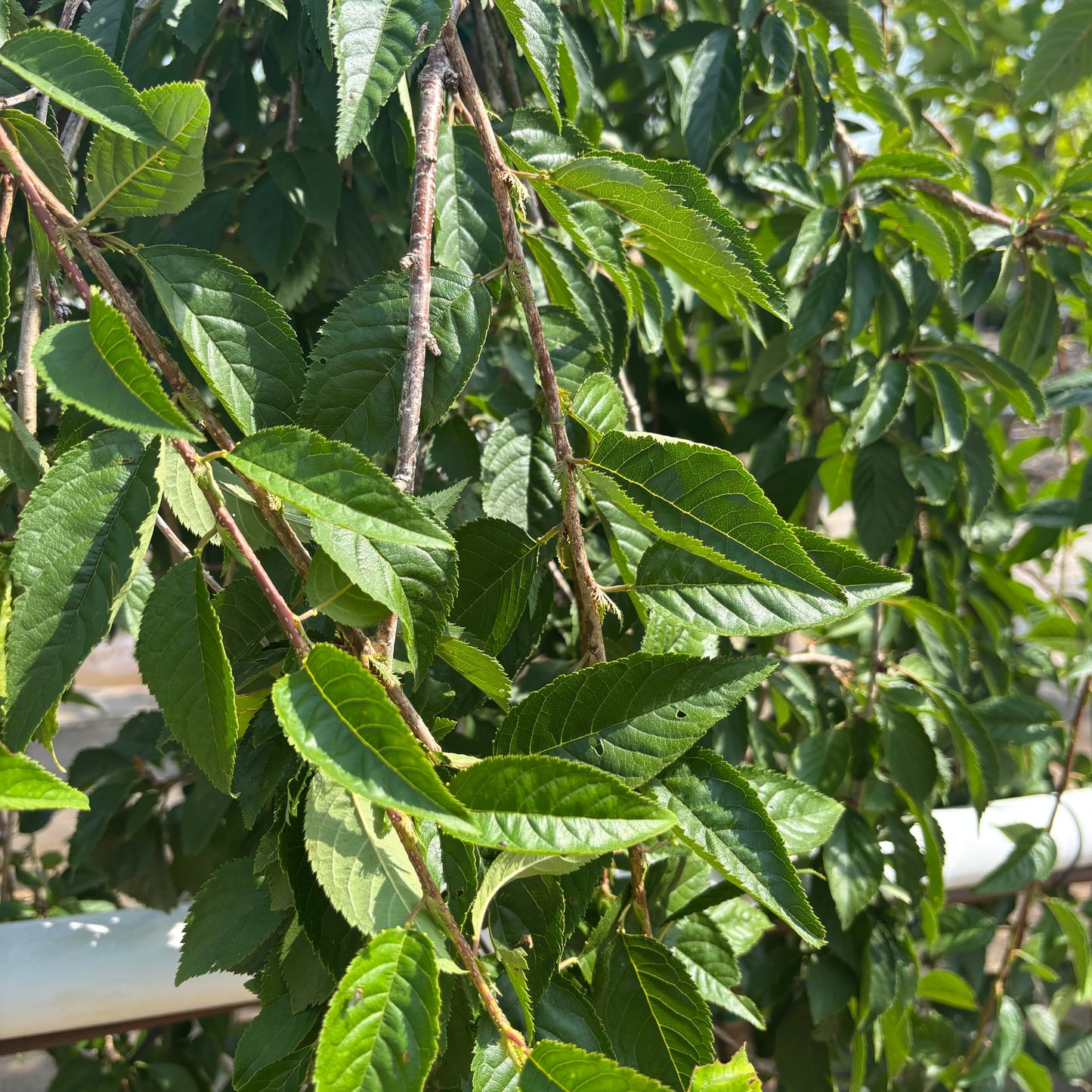 Prunus | Snow Fountains Weeping Cherry - 5 Gallon