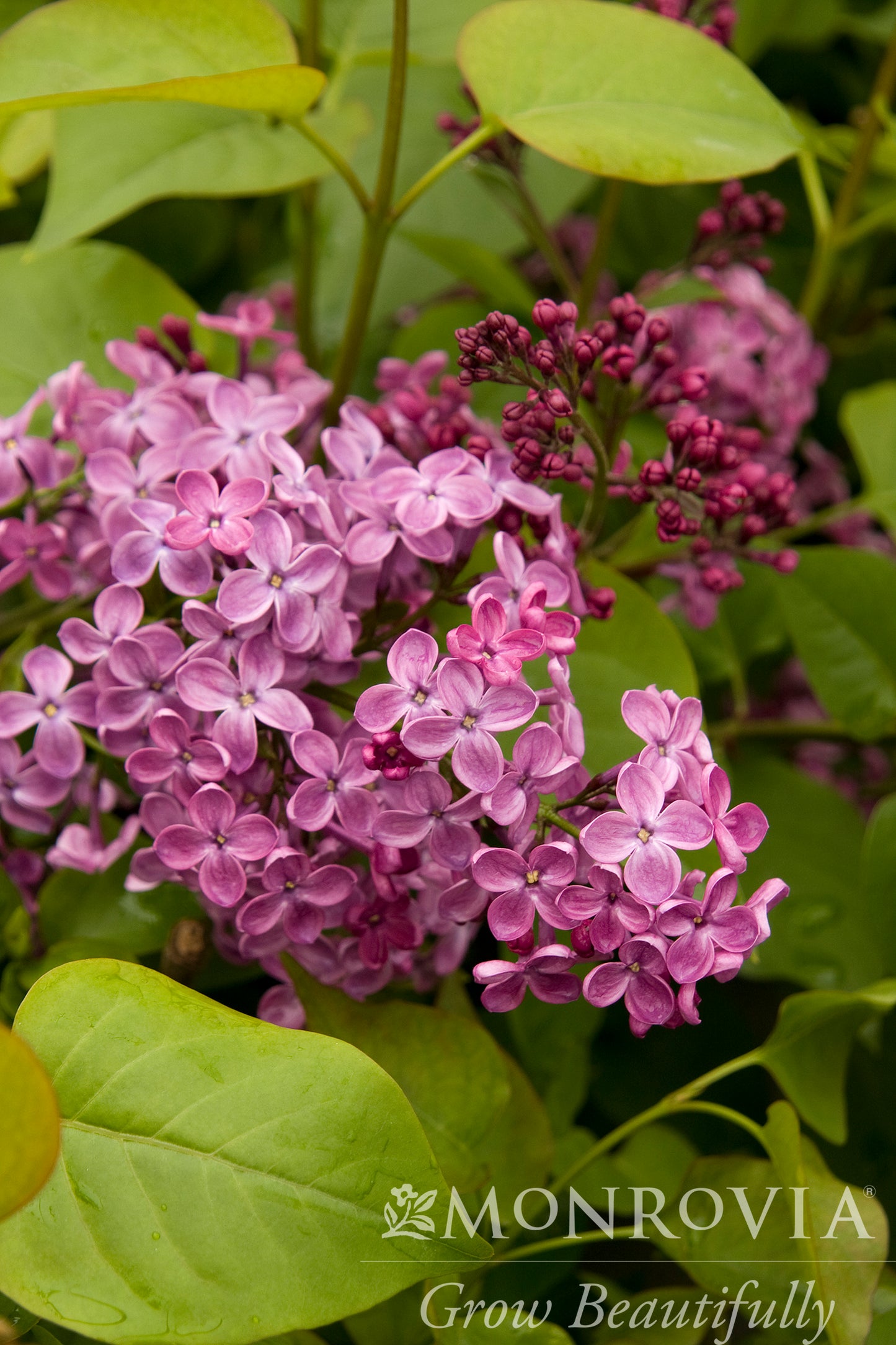 Syringa | Pocahontas Lilac