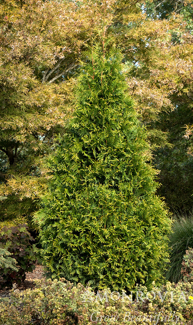 Thuja | Tiny Tower Arborvitae