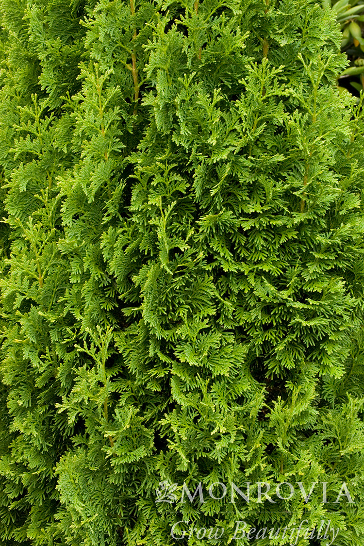 Thuja | Degroot's Spire Arborvitae - 5 Gallon