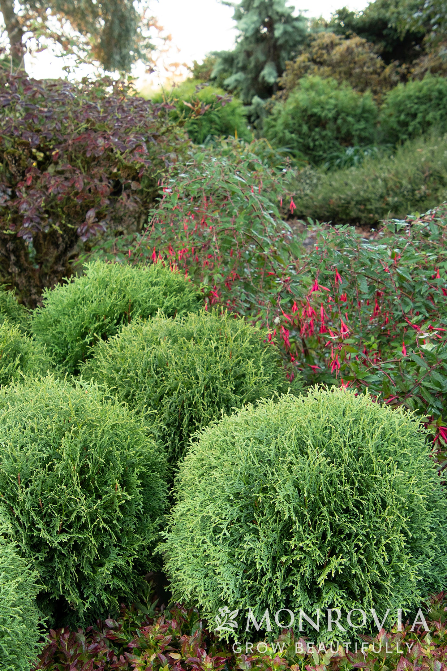 Thuja | Little Giant Arborvitae