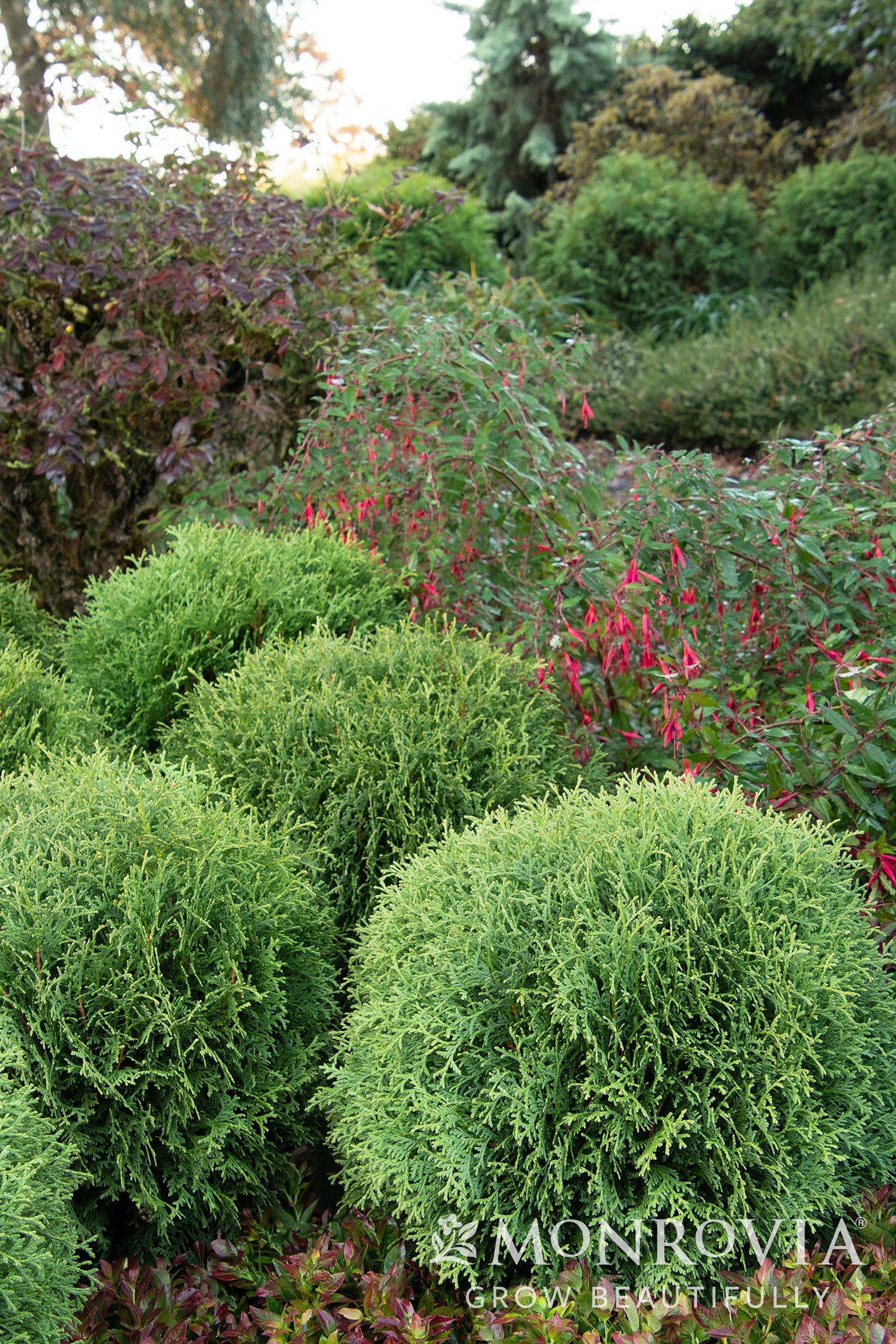 Thuja | Little Giant Arborvitae - 2 Gallon