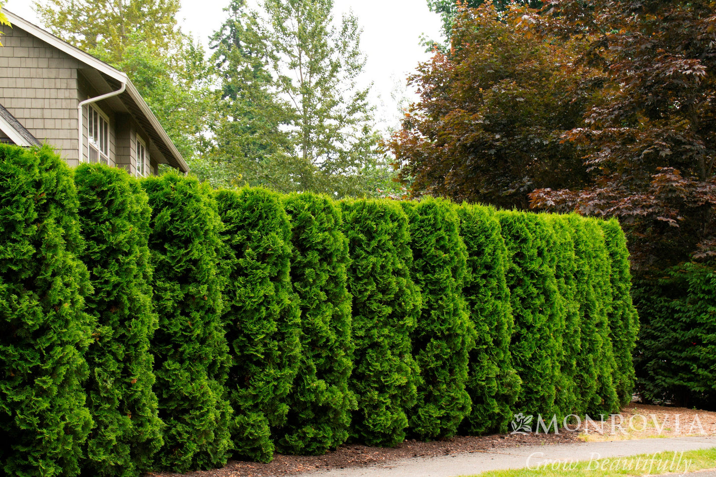 Thuja | Holmstrup Arborvitae - 10 Gallon
