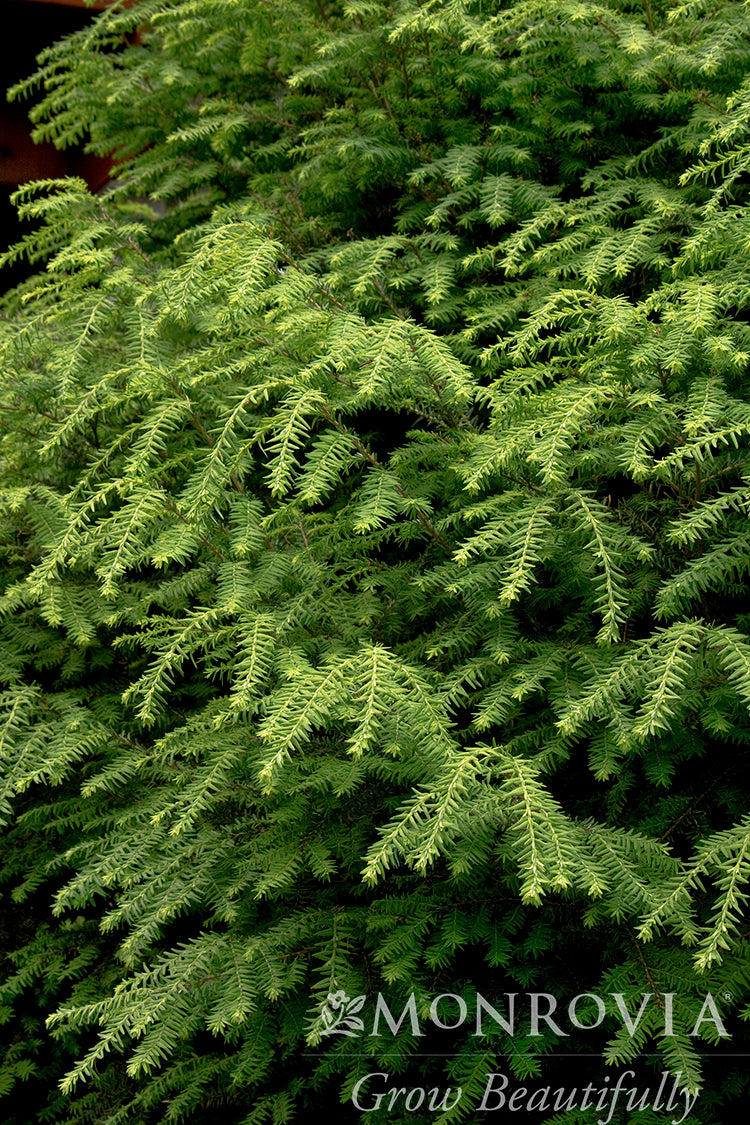 Tsuga | Canadian Hemlock - 5 Gallon