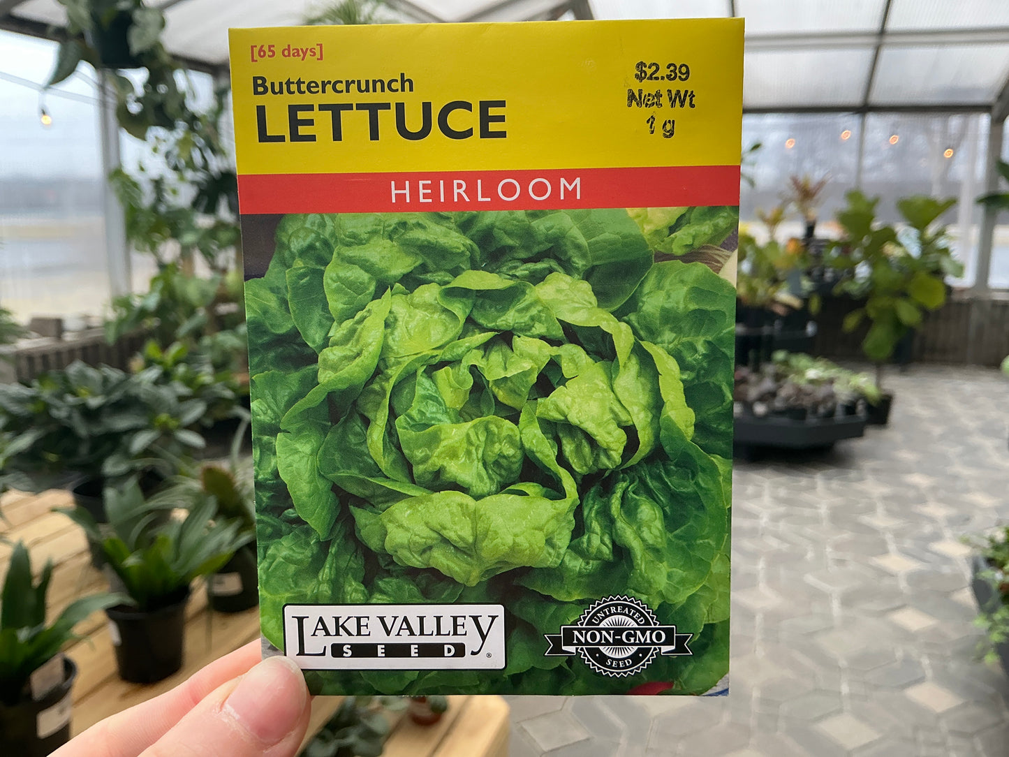 Lactuca | Butterhead - Lettuce Seed