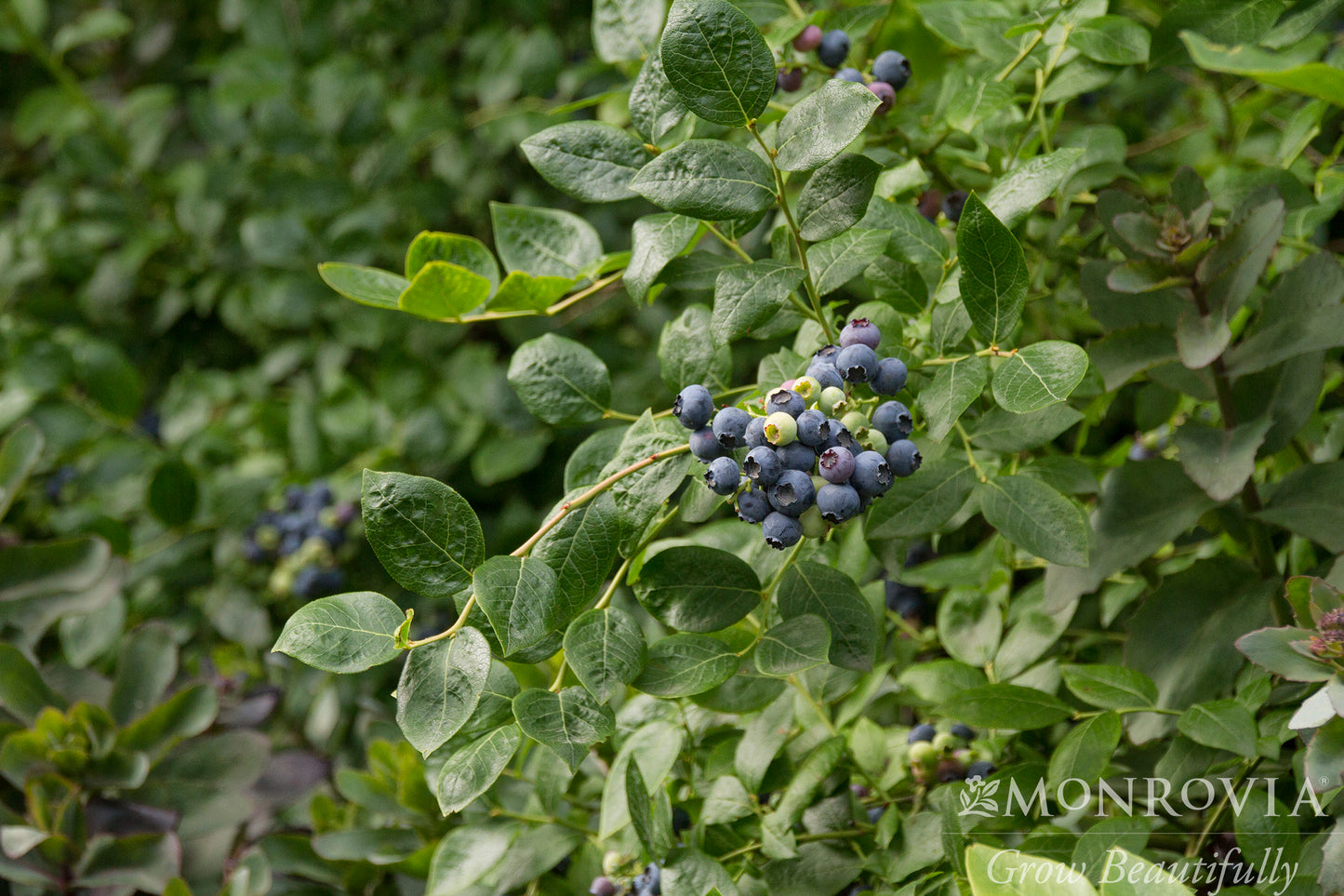 Vaccinium | Northland Blueberry