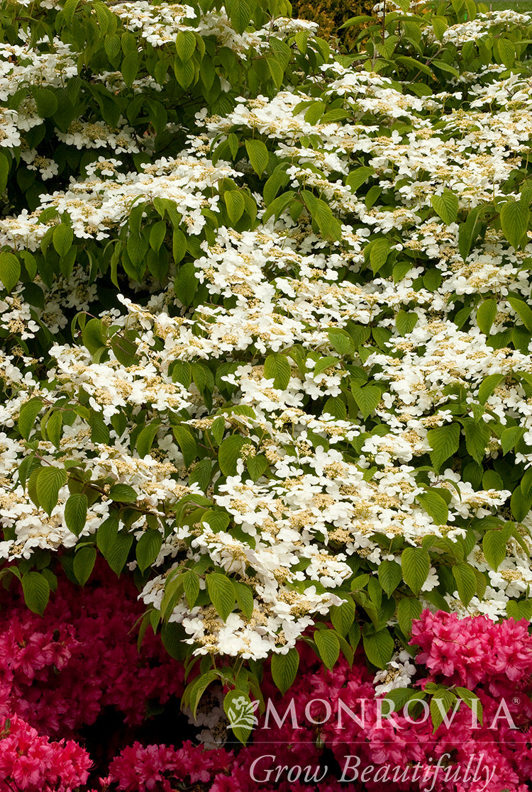 Viburnum | Doublefile Viburnum - 10 Gallon
