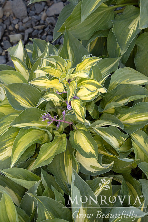 Hosta | Fantasy Island Hosta