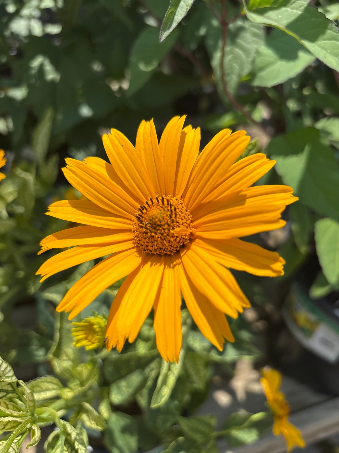 Heliopsis | Sunstruck False Sunflower